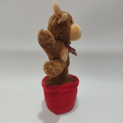 بقر المرتفعات يغني ويرقص