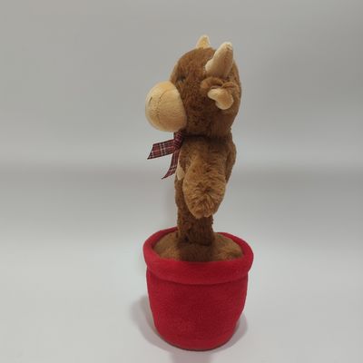 بقر المرتفعات يغني ويرقص